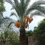 Kocca Ev فندق