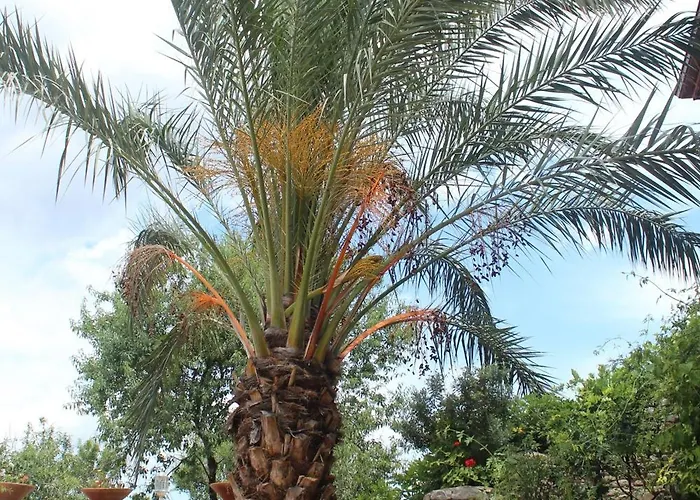 Kocca Ev 3* Датча